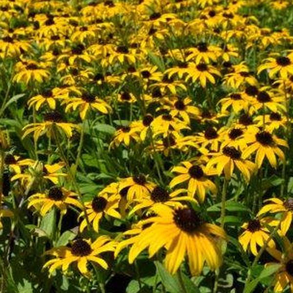 Rudbeckia American Gold Rush - 1c