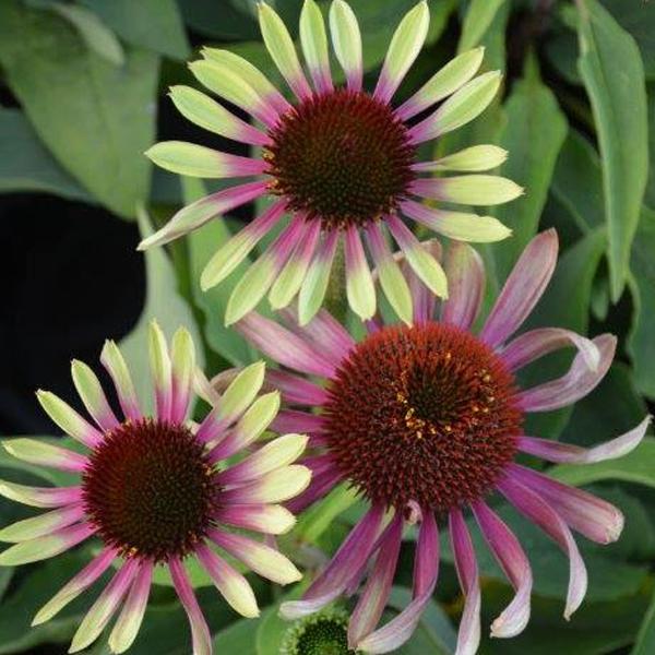 Echinacea Green Twister - 1c