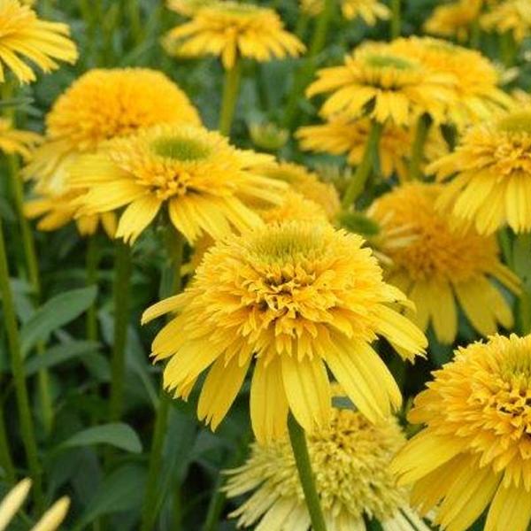 Echinacea Cara Mia Yellow - 1c