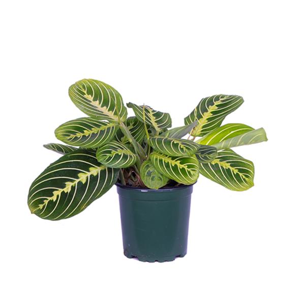 Maranta Lemon Lime - 4in