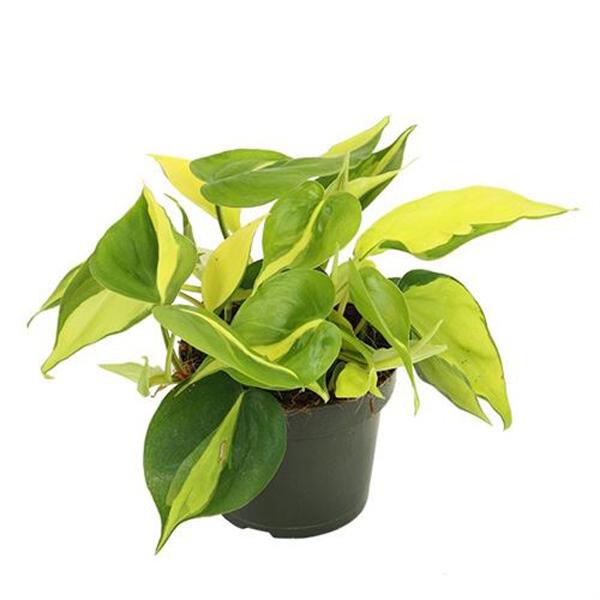 Philodendron Brazil - 4in
