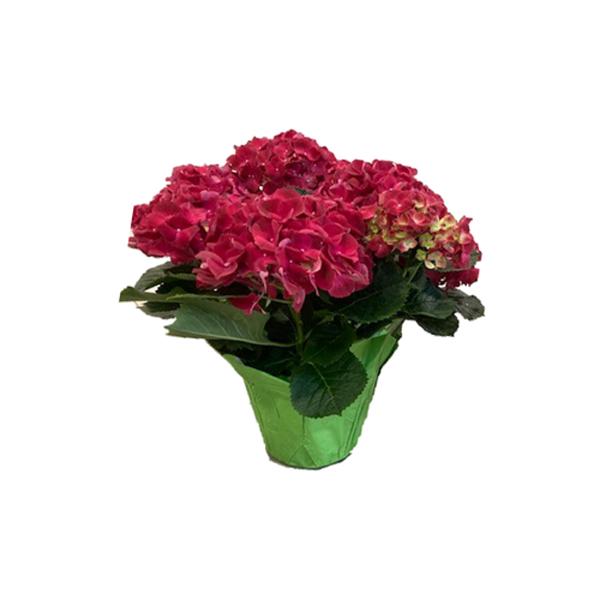 Flowering Hydrangea - 5in