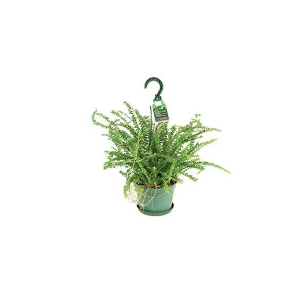 Fern Lemon Button Hanging Basket - 6.5in