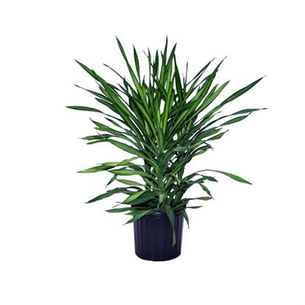 Dracaena Rikki - 6in