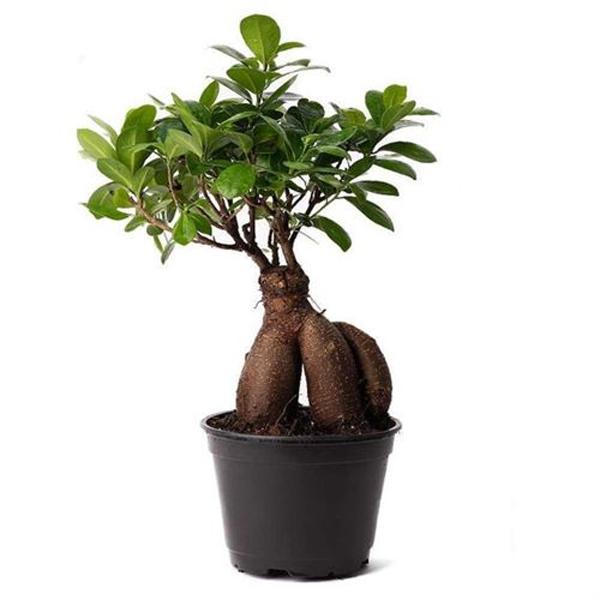 Ficus Ginseng Bonsai - 6in