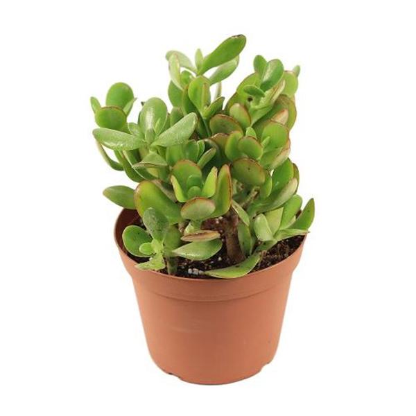 Jade Plant - 6in