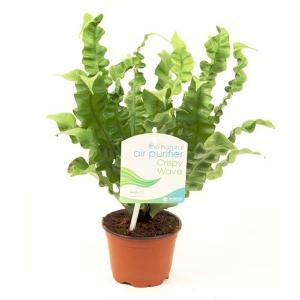 Fern Crispy - 4in