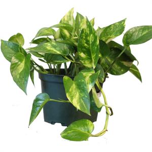 Pothos Golden "Hawaiian" - 6in