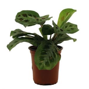 Maranta Prayer Plant - 3.5in