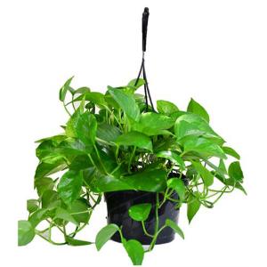 Pothos Golden Hanging Basket - 6.5in