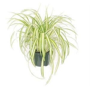 Spider Plant Varietaged Hanging Basket - 6in