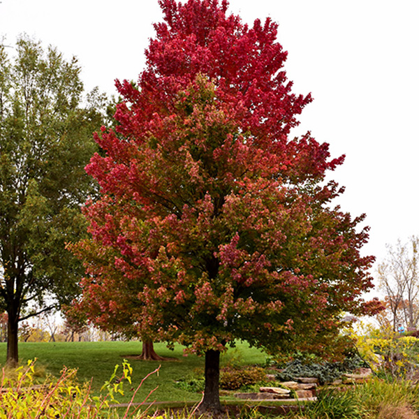 Red Sunset Maple - 7c