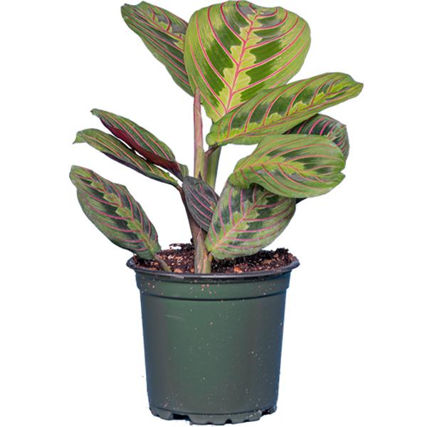 Maranta Prayer Plant - 4in