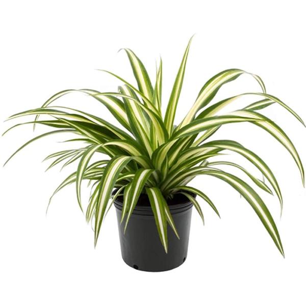 Spider Plant Variegated - 4in