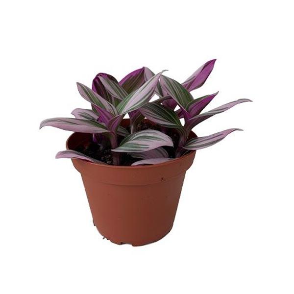 Tradescantia - 4in