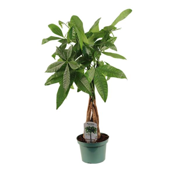 Pachira Money Tree - 6in