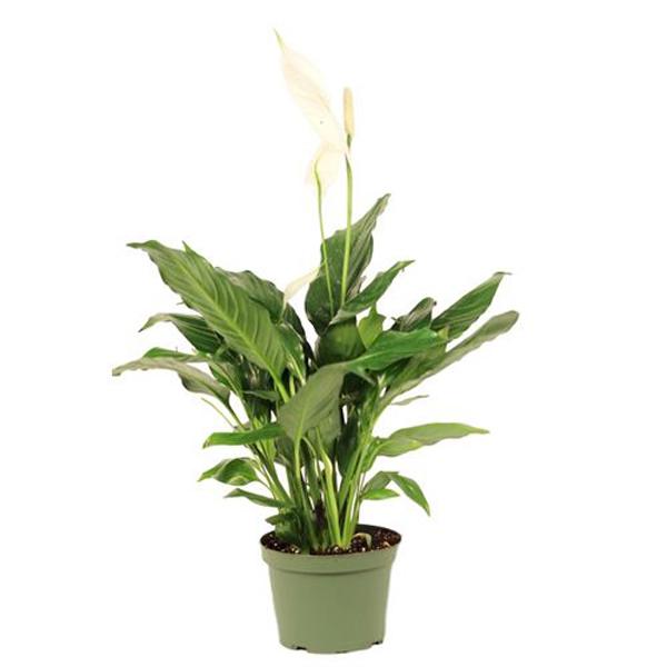 Spath Peace Lily - 6in