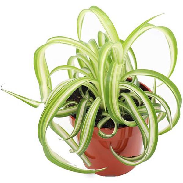 Spider Plant Curyly - 6in