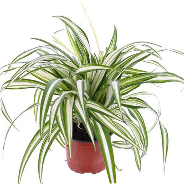 Spider Plant Variegated - 6in