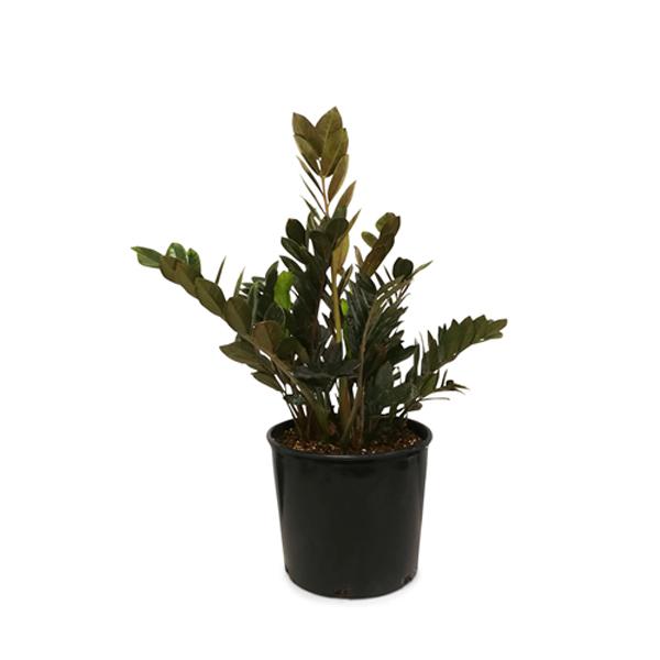 Zz Plant Black - 6in