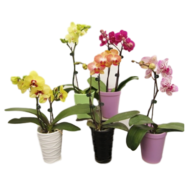 Orchid Phalaenopsis With 1 Spike In Ceramic Pot - 4in