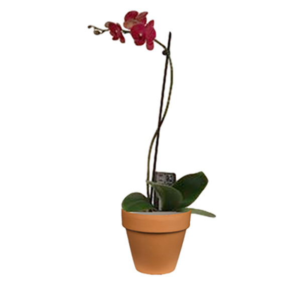 Orchid Phalaenopsis In Clay Pot - 2.5in