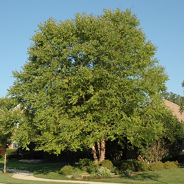 Clump River Birch, Heritage--15 gallon