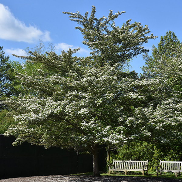 Hawthorn Green  - 15c