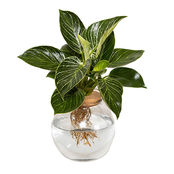 H20 Leaf Joy Foliage Venti