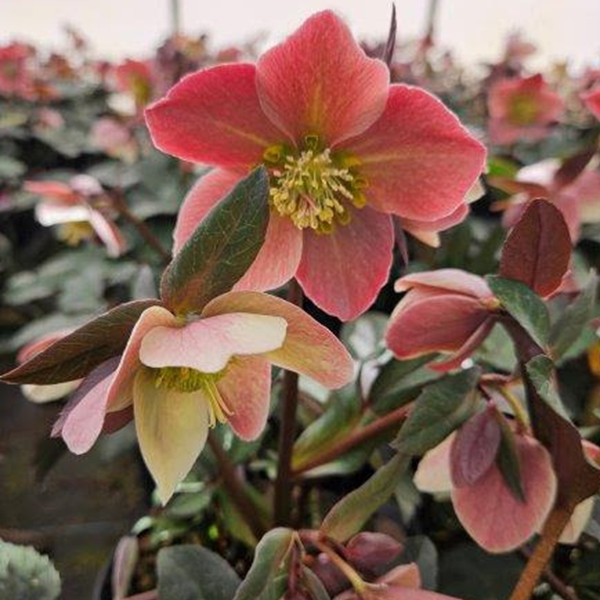 Helleborus Merlin - 1c