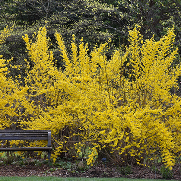 Forsythia - 2c