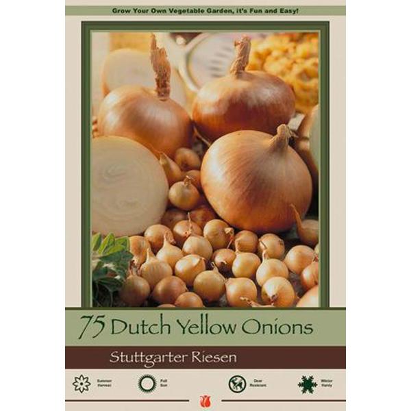 Onion Bulb Sets Dutch Yellow 'Stuttgarter Riesen' - 75 Pack
