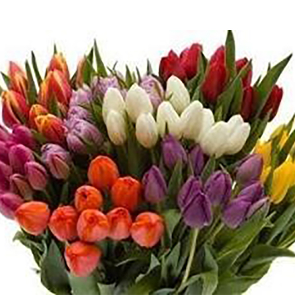  Tulip Bunch - 10 Stems