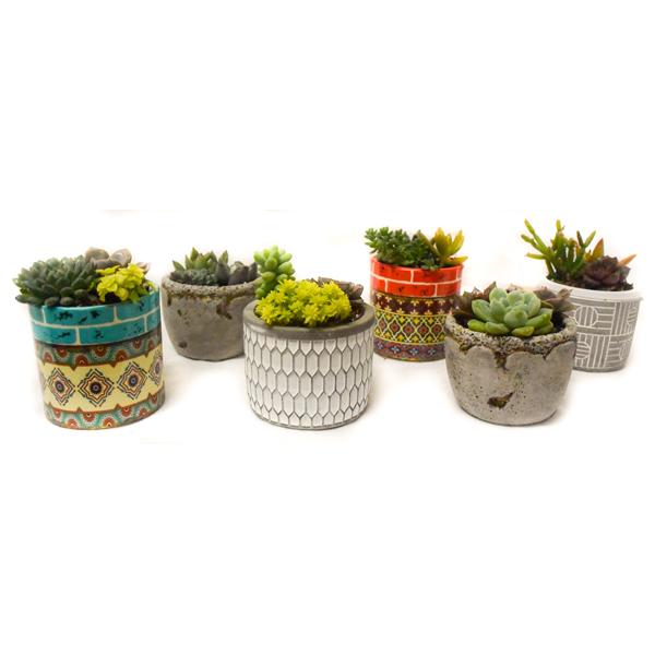 Succulents Mini (Assorted) - 2in