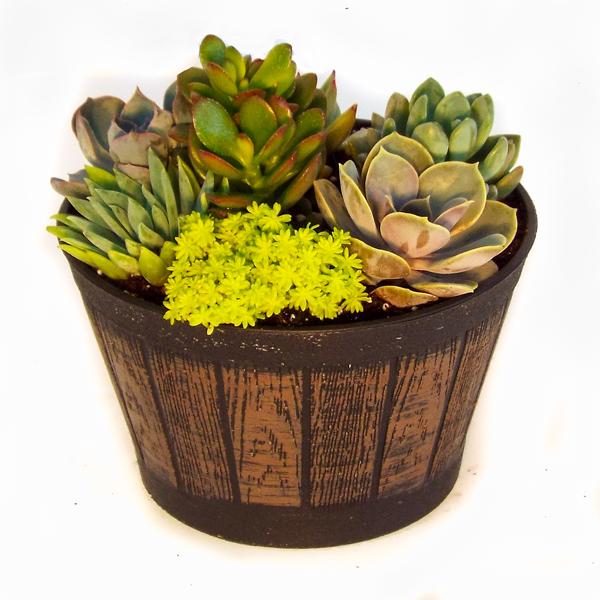 Succulent In Whiskey Barrel - 6in