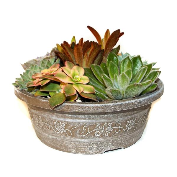 Succulent In Savannah Style Pot - 8in