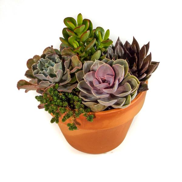 Succulent Combo In Clay Pot - 6in