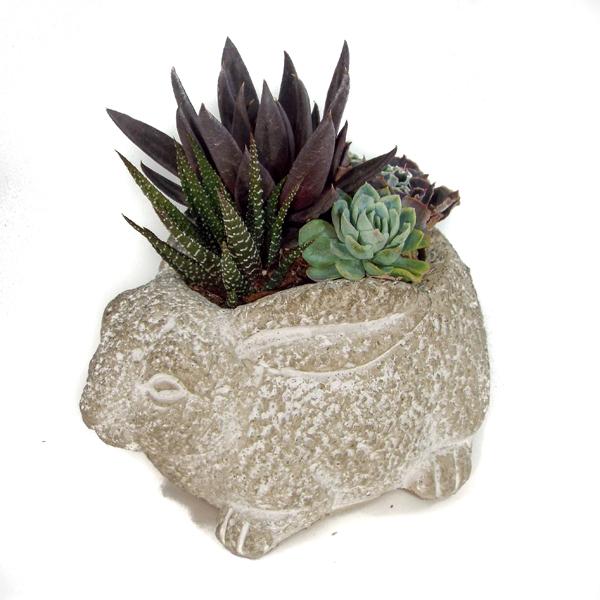 Succulent In Small Cement Animal Pot
