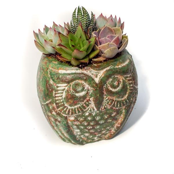 Succulent In Mini Rustic Oval Owl