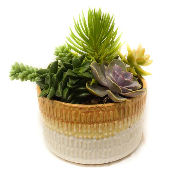 Succulent Tricolor Ombre - 6.5in