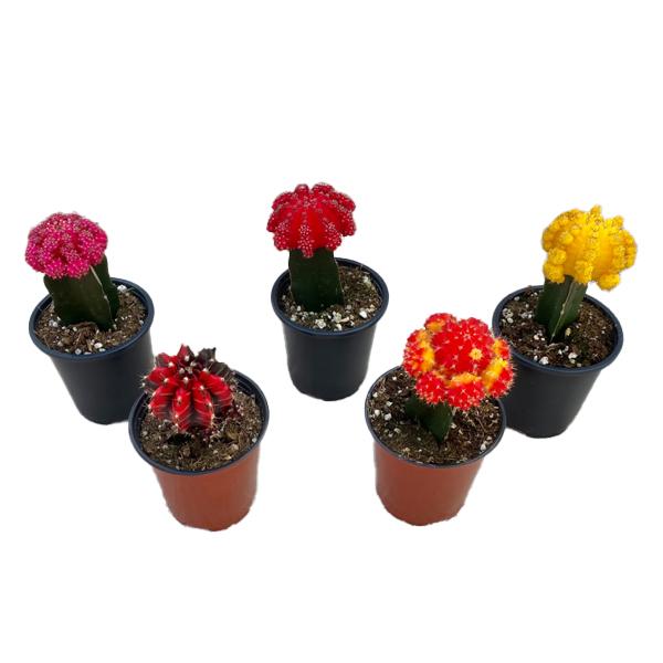 Cactus Grafted (Assorted) - 3.5in