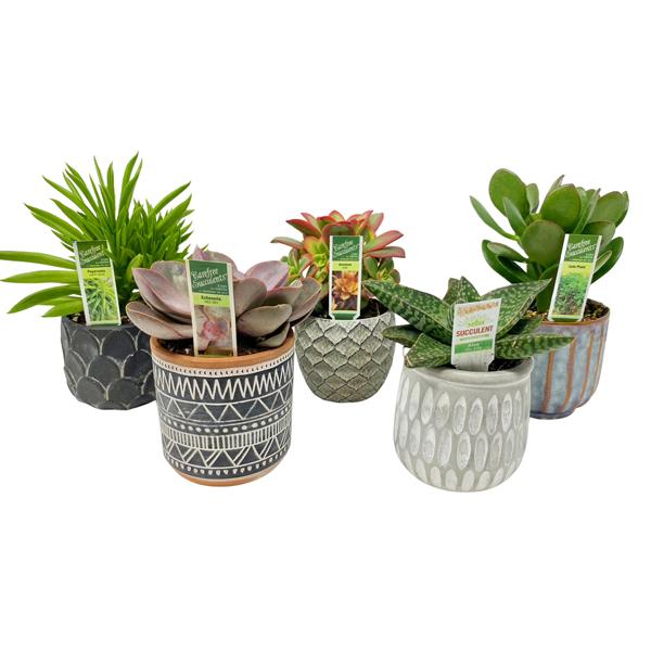 Succulent In Decorative Pot (Assorted) - 3.5in