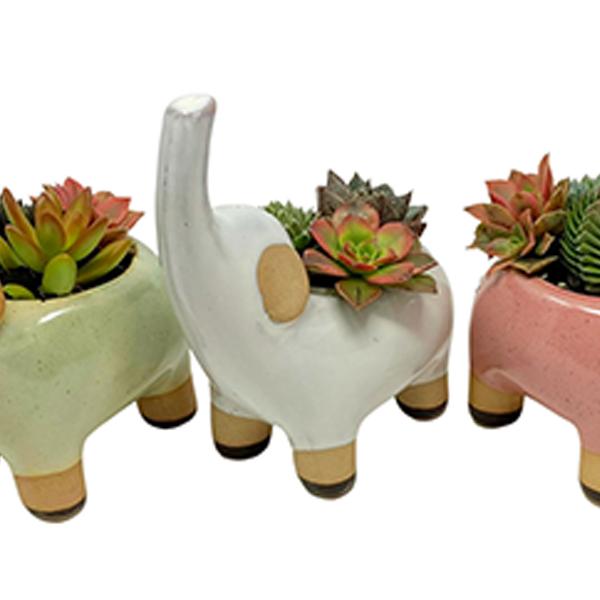 Succulent In Stone Elephant Pot - 5in