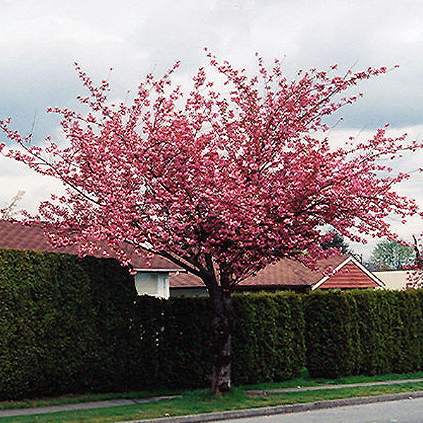 Japanese Cherry Flowering - 7c