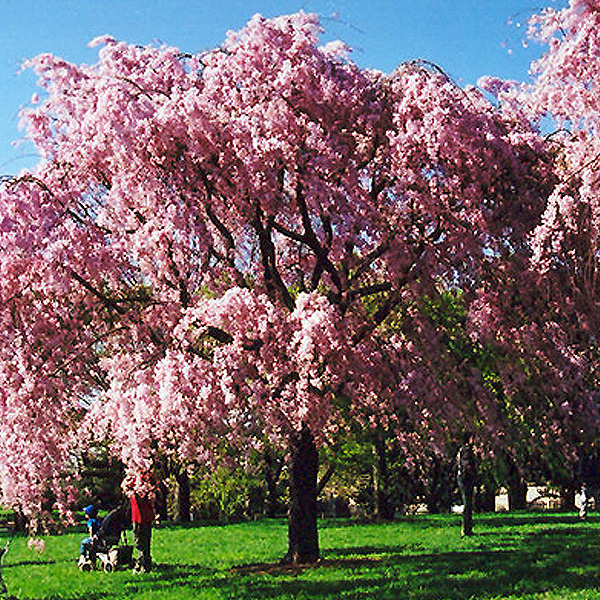 Weeping Cherry Higan - 15c