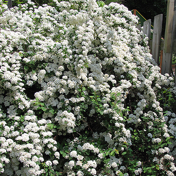 Spirea - 3c