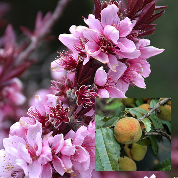 Peach, Pink Flowering--7 gallon