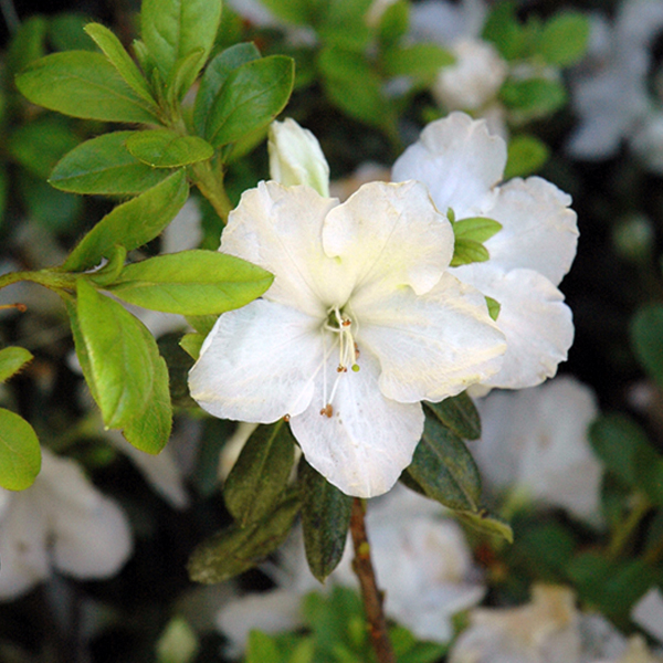 Azalea Pleasant White - 1C