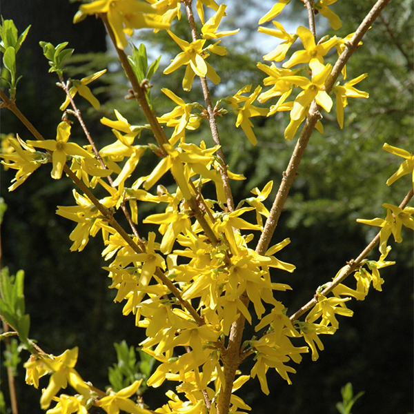 Forsythia Meadowlark - 1C