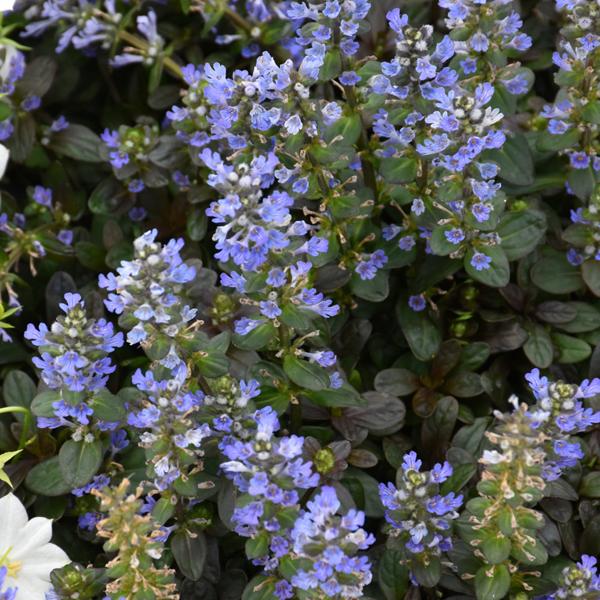 Ajuga Chocolate Chip - 1Q